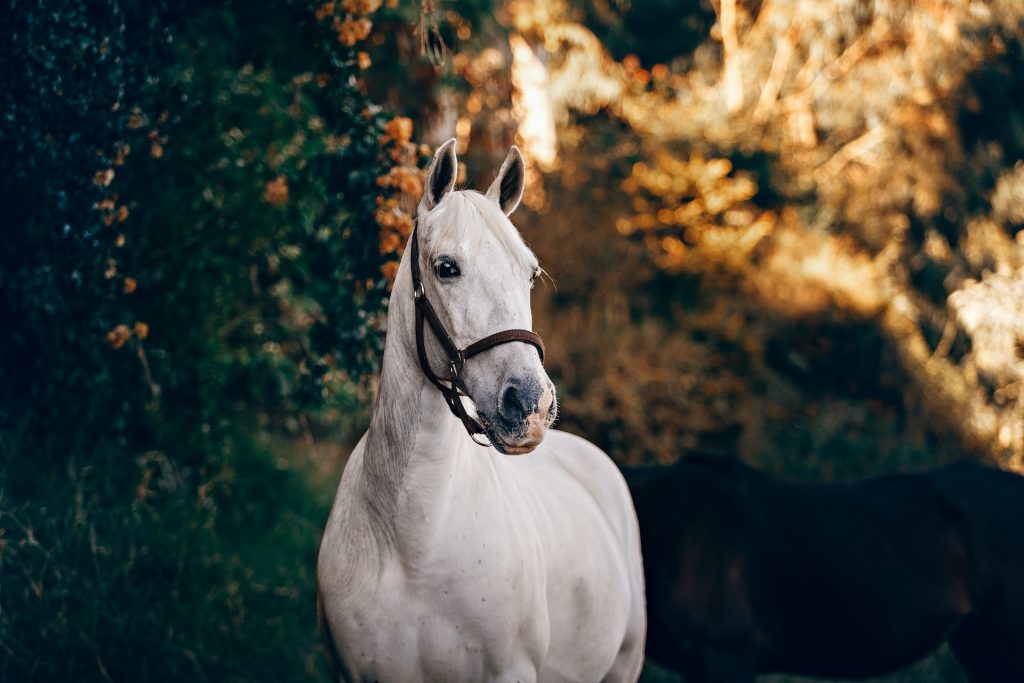 Alt Text: A horse out in the wild. Photo via Unsplash.