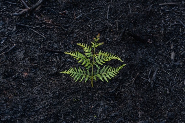 ALT TEXT: A fern grows from ashes after significant bushfires in Tasmania, Australia. Via Unsplash.com