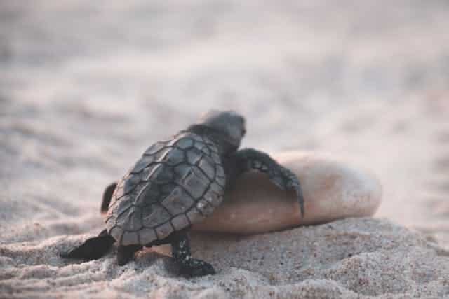 ALT TEXT: Turtle crawling on sandy ground. Via Pexels.com